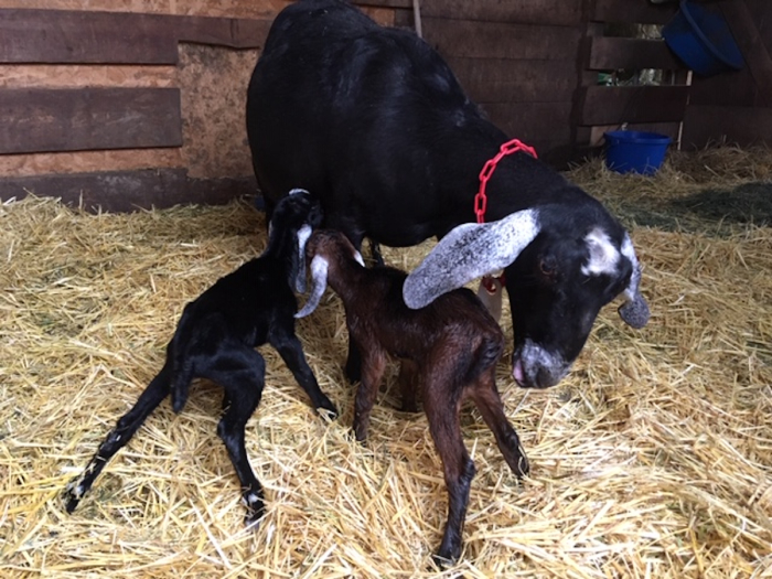 baby-goats-nurse